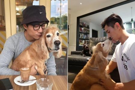 Actor Desmond Tan mourns death of pet dog Hoshi