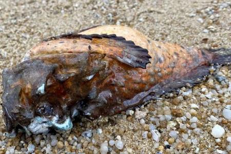 Oil slicks spotted on East Coast Park’s shores