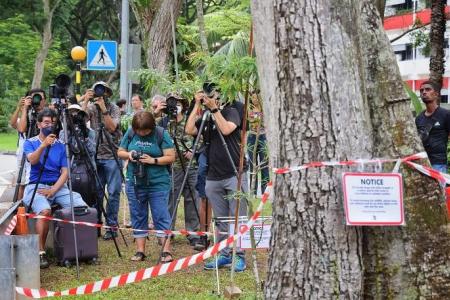 NParks advises against visiting owl nest at Telok Blangah 