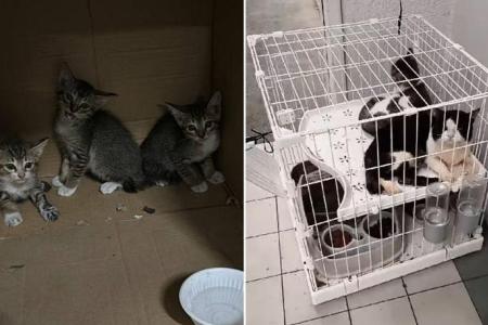 Cat rescuers lament surge in alleged abandonments