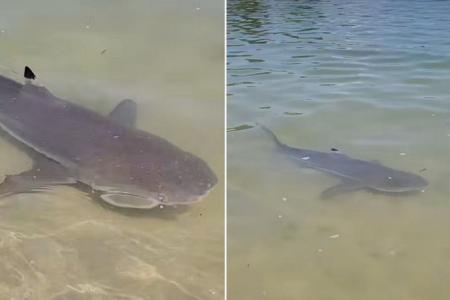 Shark sighting at Sentosa’s Palawan Beach on Sept 1