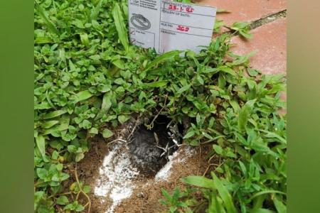 Dog owners beware: Rodenticide in Serangoon Central