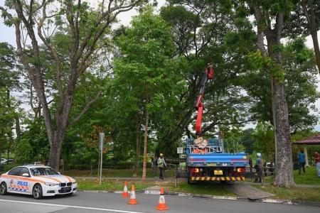 African monkey escapes from zoo, caught in CCK after 6 months