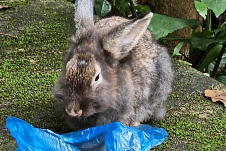 Third abandoned bunny at Zhenghua park finally found