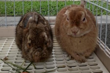 Rabbits abandoned in Bukit Panjang and Ang Mo Kio 