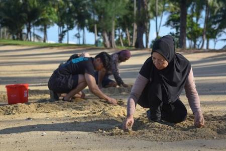 Singapore’s urban and island foragers find food in the wild