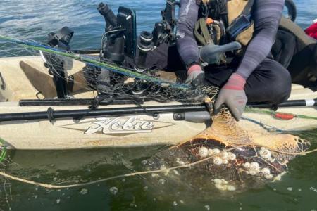 Critically endangered hawksbill among two dead turtles found in S'pore waters