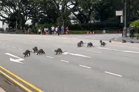 Concern for family of otters at Istana reflects gotong royong spirit here