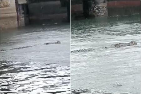 Warning signs put up at West Coast Park after crocodile sighted off its waters