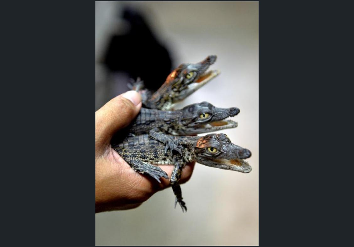 Crocodile farms in Singapore