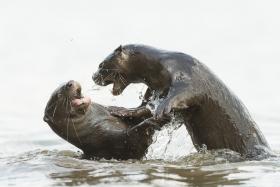 Mr Stefano Unterthiner shot about 10,000 images of the otters and saved about 4,500 after editing.

