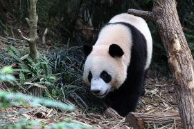 The cub had earlier shown increasing signs of independence such as eating, resting and playing on his own.