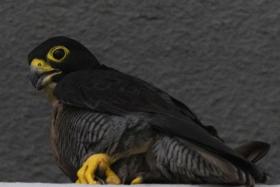 A close-up of the female peregrine falcon on the 34th floor of the OCBC Centre on Nov 22.