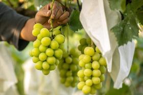 Samples of Shine Muscat grapes being sold in Thailand have been found to contain pesticide residues above legal limits.