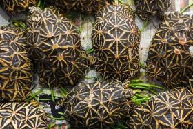 The Indian star tortoise is a threatened species and said to be popular in the exotic pet trade.