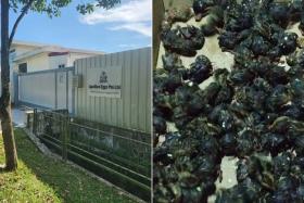 Acres found hundreds of lifeless chicks and unhatched eggs in a rubbish bin outside Singapore’s only licensed quail farm, Quailico Eggs.