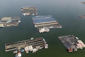 All of the sea-based fish farms currently in operation in Singapore are located in the Johor Strait. But farmers have expressed concern about deteriorating water quality.