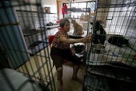 CLEANED UP: Madam Koh Poh Choo&#039;s (above) cats now live in new cages after volunteers from the Cat Welfare Society cleaned her cockroach-infested flat and bought her 11 new cages.