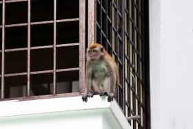 Segar Road&#039;s rogue monkey captured