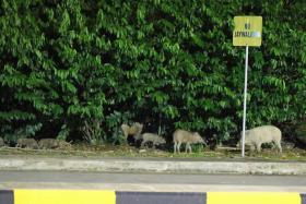 Wild boars were spotted around Tuas bus interchange in June last year. Such encounters between humans and wildlife are rising.