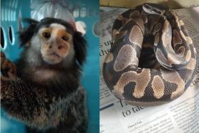 The marmoset was found in Geylang and the python in a bin centre . 