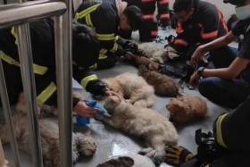 SCDF personnel tending to the cats rescued from the flat in Fajar on April 21, 2022. 