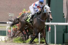 Cash Cove scoring his first Kranji win under jockey Koh Teck Huat on Aug 7. He won again and ran fourth at his next two starts. 
