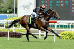 Mr Black Back, one of leading trainer Tim Fitzsimmons&#039; five Singapore Gold Cup hopefuls, is a live chance with only 51kg on his back. He will be ridden by two-time Gold Cup winner Craig Williams. 