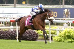 Hongkong Great, winner of the 2022 Group 1 Singapore Gold Cup, can pick up from where he left off by landing Sunday&#039;s Kranji Stakes A event over 1,400m. He impressed in his 600m hit-out on Tuesday morning. 
