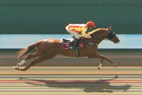 Mimosas (Wong Chin Chuen) winning a barrier trial on Feb 16. PHOTO: STC
