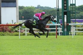 Hole In One scoring an easy win with Vlad Duric astride on Nov 26, 2022. Duric took trainer Ricardo Le Grange’s sole entry for a nice spin over 600m in 37.2sec on Tuesday morning. PHOTO: STC