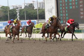 Mimosas (Manoel Nunes) stepping up on his debut second to score over the Polytrack 1,000m on March 12. The four-year-old has improved further and can defy a promotion to Class 3 on Saturday. ST PHOTO: SHAHRIYA YAHAYA