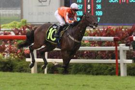 Trainer Michael Clements’ last-start all-the-way winner Pacific Hero is one of the top chances in Saturday’s $110,000 Group 3 Singapore Three-Year-Old Sprint over 1,200m on turf at Kranji. ST PHOTO: SHAHRIYA YAHAYA
