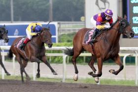 Lucky Jinsha (Manoel Nunes) registering one of his eight wins at Kranji. He contests the Class 1 race over 1,100m on Sunday. ST PHOTO: SHAHRIYA YAHAYA
