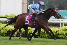 January (Simon Kok) winning the Group 3 Singapore Three-Year-Old Sprint (1,200m) at Kranji on April 8. The Falcon Racing No. 7 Stable-owned New Zealand-bred is even better over 1,400m and is trainer Donna Logan’s flag bearer in the Group 2 Singapore Three-Year-Old Classic on Saturday. ST PHOTO: SHAHRIYA YAHAYA