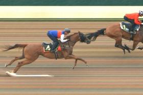 Golden Monkey (Daniel Moor) flashing home late to settle for second to Super Salute (Manoel Nunes) at Thursday&#039;s barrier trials. The pair will lock horns again in the Group 3 Silver Bowl (1,400m) on June 11. PHOTO: STC
