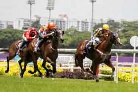 Dancing Tycoon has two wins from 13 starts, both over the 1,200m on turf. Showing a return to form with his last-start second to Star Empire, the Stephen Gray-trained five-year-old chestnut gelding has a good chance to bounce back to the winning list on Saturday. ST PHOTO: SYAMIL SAPARI
