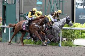 Mesmerizing (No. 6) beating the grey Cheval Blanc to give trainer Stephen Crutchley his first winner in Singapore on March 5, 2022. The New Zealand trainer saddled the chestnut Argentinian-bred to win two more races and looks set to snare a fourth for him. Mesmerizing&#039;s first success was under Leslie Khoo. ST PHOTO: SHAHRIYA YAHAYA

