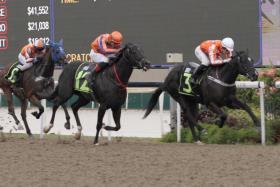 Pacific Emperor (Simon Kok, No. 3) recording one of his four wins at Kranji. The unbeaten galloper will face his biggest test in the Group 3 Rocket Man Sprint (1,200m) on Sunday. 