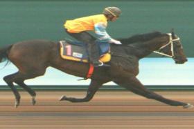 Awesome Conqueror (Saifudin Ismail) romping away to the easiest of wins in his barrier trial on Dec 5.
