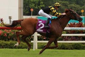 Golden Monkey has been working a treat on the training track at Kranji. Super Salute stands in his way but Tim Fitzsimmons&#039; stable star can bounce back to the winner&#039;s circle on Dec 17.
