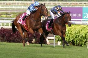 Dream Alliance (Bruno Queiroz) putting in good work on the outside in the $1 million Group 1 Singapore Gold Cup (2,000m) on Nov 11 but found Lim&#039;s Kosciuszko (Marc Lerner) a shade better. He should have a good time in 2024.