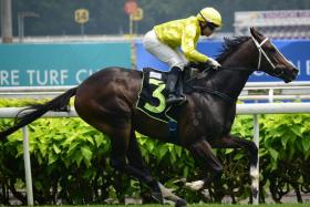 City Gold Friend (Manoel Nunes) recording an easy win in an Open Maiden 1,600m race on Oct 7. He is in fine trim for his test on Feb 17..