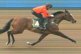 The Steven Burridge-trained Makin (Manoel Nunes) putting daylight between himself and the other horses in barrier trial No. 4 on Feb 15.
