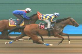 Silent Is Gold (Jamil Sarwi) holding off the challenge of Nimbus Cloud (Krisna Thangamani) at the March 5 barrier trials.
