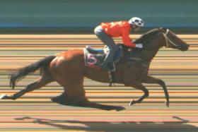 Super Salute (Manoel Nunes) looking right back on song at the barrier trials on April 9. Richard Lim&#039;s stable star won by four lengths.
