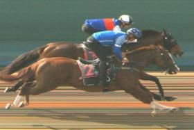 The Tim Fitzsimmons-trained Tommy Gun (Ryan Curatolo), on the inside, scraping home by a nose from Happy Friday (Richard Lim, No. 2) in a barrier trial at Kranji on April 23. The duo finished well clear of two other horses.
