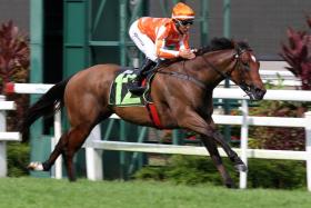 Pacific Vampire (giving Bruno Queiroz an armchair ride in a Class 3 1,200m race on April 27) is still ship-shape, evident by his 40.3sec hitout on the training track with Marc Lerner aboard on May 14.