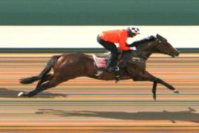 The Steven Burridge-trained Makin (Manoel Nunes) winning his barrier trial at Kranji on May 30. He contests the Group 3 Silver Bowl (1,400m) on June 9.
