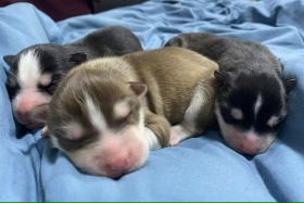 Lek Lek gave birth to two black female puppies and a copper-coloured male puppy. 